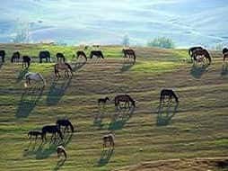 Земля в аренду