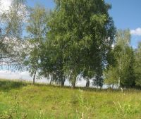 Новгородская область, Старорусский район Участок №9