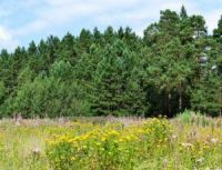 Новгородская область, Старорусский район, д. Малая Козона Участок №11