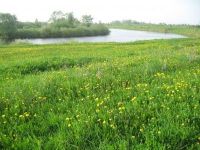 Новгородская область, Старорусский район, д. Кондратово Участок №21