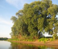 г. Старая Русса Участок №22