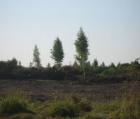 Новгородская область, Старорусский район Участок №36