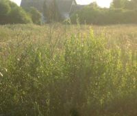 Новгородская область, Старорусский район Участок №36