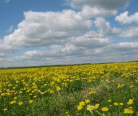 Новгородская область, Старорусский район Участок №103