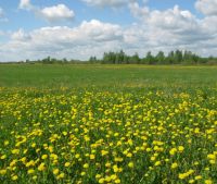 Новгородская область, Старорусский район Участок №104