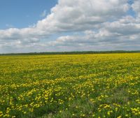 Новгородская область, Старорусский район Участок №107