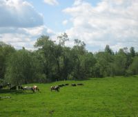 Новгородская область, Старорусский район Участок №110