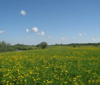 Новгородская область, Старорусский район Участок №111
