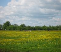 Новгородская область, Старорусский район Участок №113