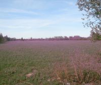 Новгородская область, Старорусский район Участок №116