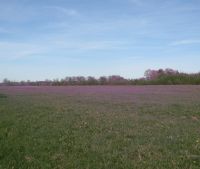 Новгородская область, Старорусский район Участок №116