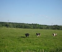 Новгородская область, Старорусский район Участок №120