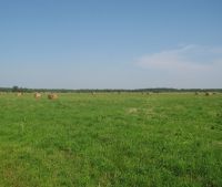 Новгородская область, Старорусский район Участок №130