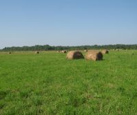 Новгородская область, Старорусский район Участок №131