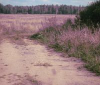 Новгородская область, Старорусский район Участок №142