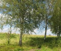 Новгородская область, Старорусский район Участок №144