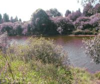 Новгородская область, Старорусский район Участок №166