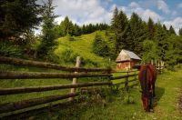Хочу переехать в деревню